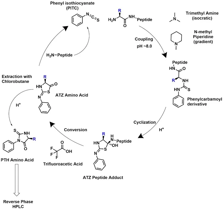 Work principle of Edman Degradation